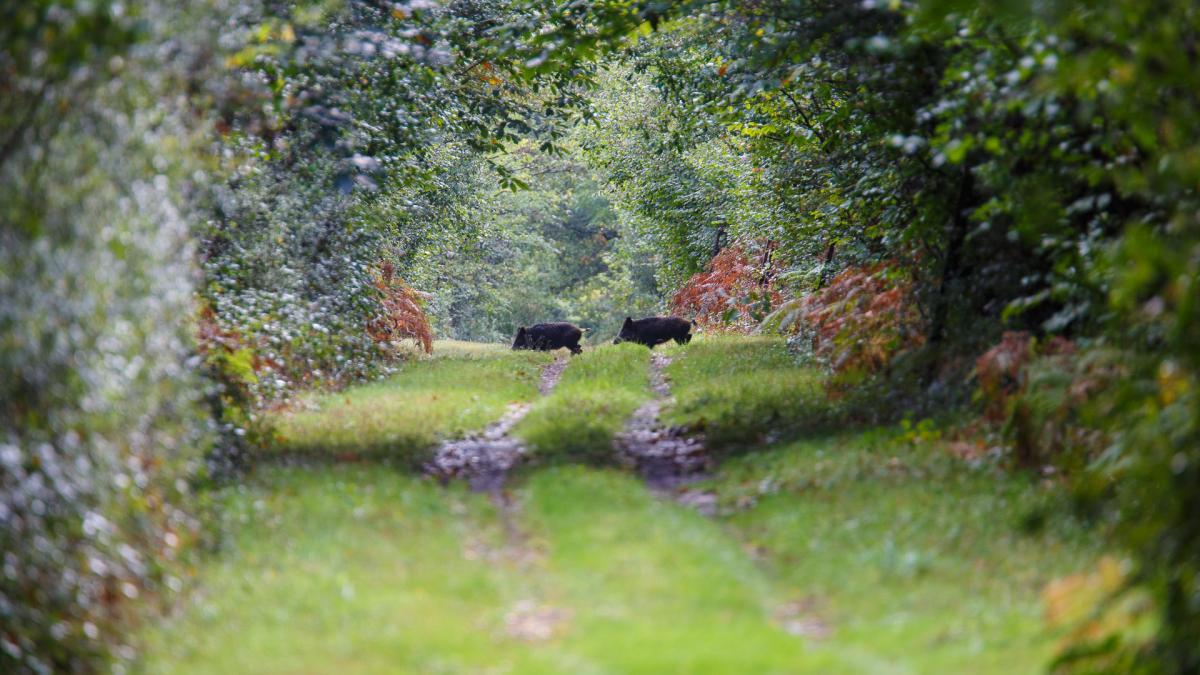 Parc De Launay Bed and Breakfast Louresse-Rochemenier Esterno foto